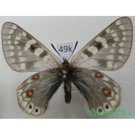 Parnassius acdestis subsp. lathonius Bryk, 1913 China49k